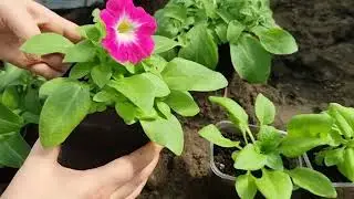 Как сажаю рассаду Петунии в горшки на постоянное место 🏵🏵🏵