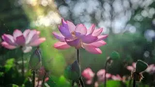 Lotus flower 10 minutes. / Цветок лотоса 10 минут.