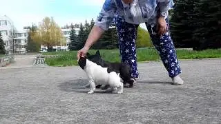 Боня и Кроша
