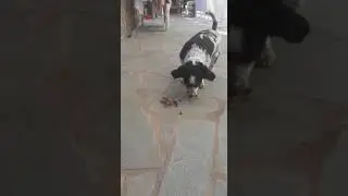 Seni gidi fındık kıran