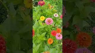 Циния простой цветок #сад #циния #лето24 #shorts