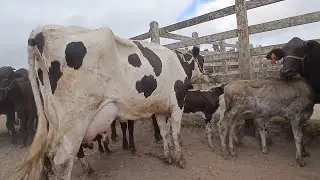 FEIRA DAS VACAS EM CAPOEIRAS PERNAMBUCO 01 de novembro de 2024