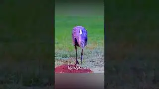 Хищная цапля кошмар для сусликов и кротов.