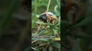 Double #cicada broods are emerging