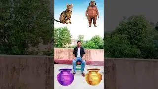 रामजी का जादू घड़ा to dog, cat, monkey & lion - vfx funny animals video #vfx #shorts #trending