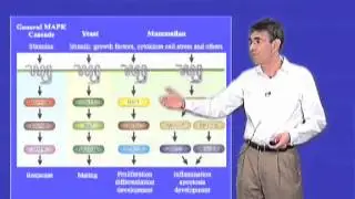 MAPK cascades - Robert Lefkowitz (Duke)