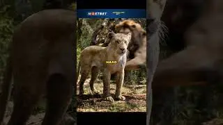 😳 ЧУТЬ НЕ СКУШАЛИ ТИМОНА И ПУМБУ 😳