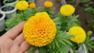 Рассада Бархатцев - когда зацветает и как сажаю в горшки🌼