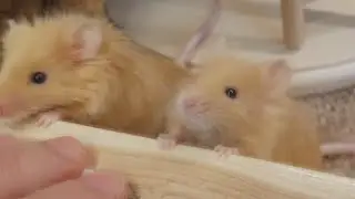 My Tiny People, The Joy of Keeping Pet Mice