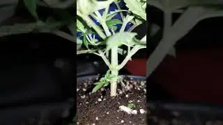 mID wEEK 3 YEAR old marijuana seeds