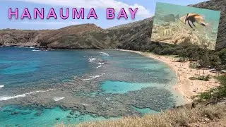 Hanauma Bay | Worth It? What Should You Expect? Spend The Day Snorkeling On O‘ahu Hawaii