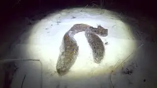 Рыбалка на налима р.Кама, в мороз ноябрь с берега.