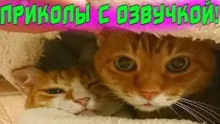 СМЕШНОЕ ВИДЕО ПРО КОШЕК приколы с котами СМЕШНАЯ ОЗВУЧКА КОТЫ