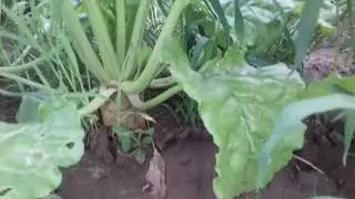Кормовая свекла и тыква / Отчий дом в деревне