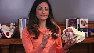 Internal manual therapy for pelvic pain in men using a pelvic wand 