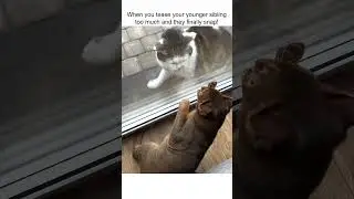 Hilarious Cats Fight Through Sliding Glass Door!