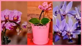Две сказочные орхиды: голубая орхидея ❤ мини-орхидея сого вивьен вариегатный