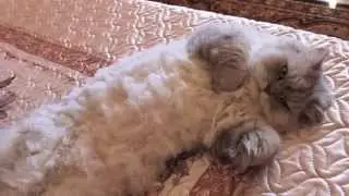 Cat explains Sleep Idioms - LINGVISTOV.RU