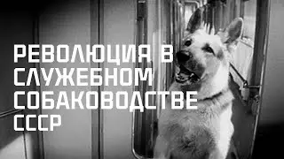 История о том, как было разрушено Служебное Собаководство СССР. The falling of USSR's Cynology.
