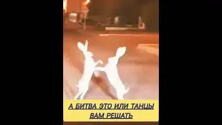 Добрый Вечер Зайцы Зажигают 