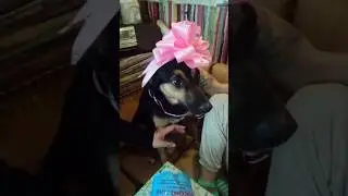 🦋🌸У Люси ДР,ей 11 лет 🎉🎁🎈 