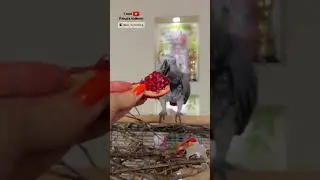 Попугай Валера Любит Гранат 🦜