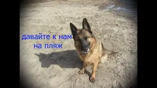 Мы с Бэсстой и папой пошли на пляж, сделали кучу фоток на фотоаппарат.