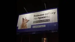 Возьми собаку и замиксуй с беконом!
