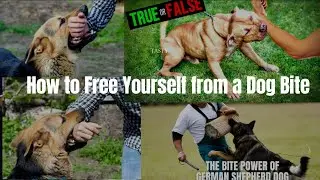 How to Free Yourself from a Dog Bite: Jaw Lock Survival Tips