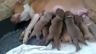 Cute puppys! BABYS it's milk time 🤗 2 weeks