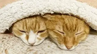 ПОЛНЫЙ РЖАЧЬ!!! СЕМЕЙКА РЫЖИХ котов. СМЕШНАЯ ОЗВУЧКА КОТИКИ