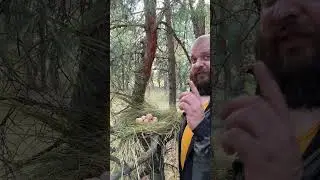Гнездо щипача