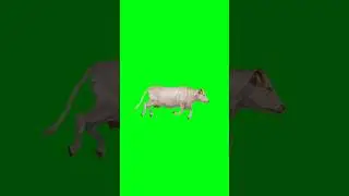 Cow running green screen animation video