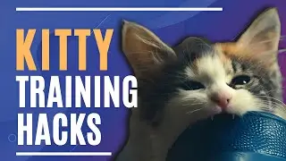 Stop Cat Biting Kitty Training Hacks That Actually Work / Cat World Academy