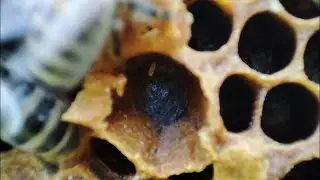Откуда яйцо?