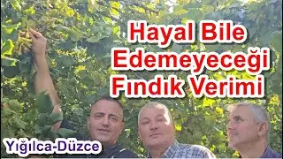 Düzce - Rekor Gübre Fındık Gübreleme Programı - Fındıkta Budama - Tepe Vurma