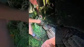 People rescue a turkey that was stuck in a net fence!