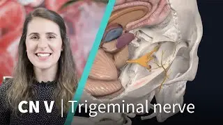 Anatomy Dissected: Cranial Nerve V (trigeminal nerve)