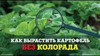 Чому так важко боротися з колорадо Цікаві факти