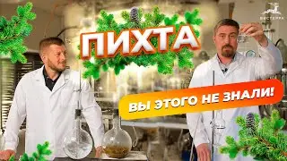 ПИХТА СИБИРСКАЯ ЛЕЧЕБНЫЕ СВОЙСТВА | КАК ПОЛУЧАЮТ ПИХТОВОЕ МАСЛО КЛЕТОЧНЫЙ СОК ПИХТЫ ЭКСТРАКТ ПИХТЫ