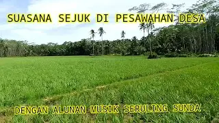 Nuansa alam pedesaan,episode sawah mekar