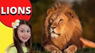 Amazing Facts about Lions | Lion Facts for kids
