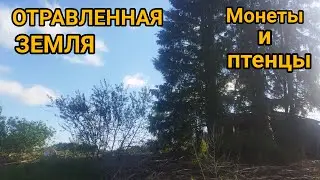 КОП НА ОТРАВЛЕННОЙ ЗЕМЛЕ  КОП ПО СТАРИНЕ 2022 МОНЕТЫ И ПТЕНЦ