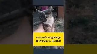 Магний водород спасает людей и животных!