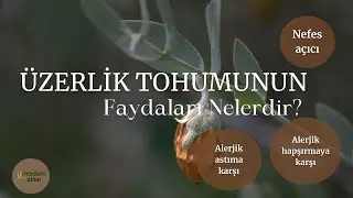 MODERN AKTAR ÜZERLİK TOHUMU|FAYDALARI NELERDİR?