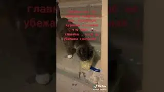 Голодная кошка просит помощи