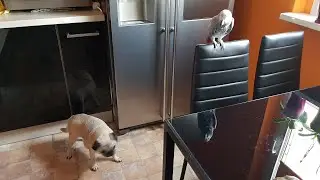 Попугай говорит с хозяином Попугай матерится на кота Попугай матерится на хозяина Попугай на воле