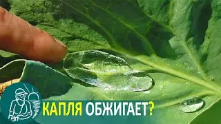Watering the Garden: The Myth of the Drops in the form of Lenses 💧 Gordeev’s experiment