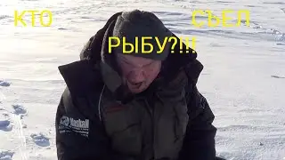 Зимняя рыбалка. Кто съел рыбу? Окунь или плотва?