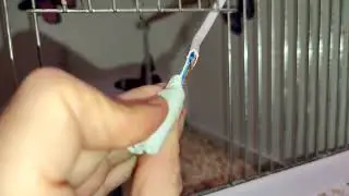 Опасность! Надо лучше следить за попугаем!